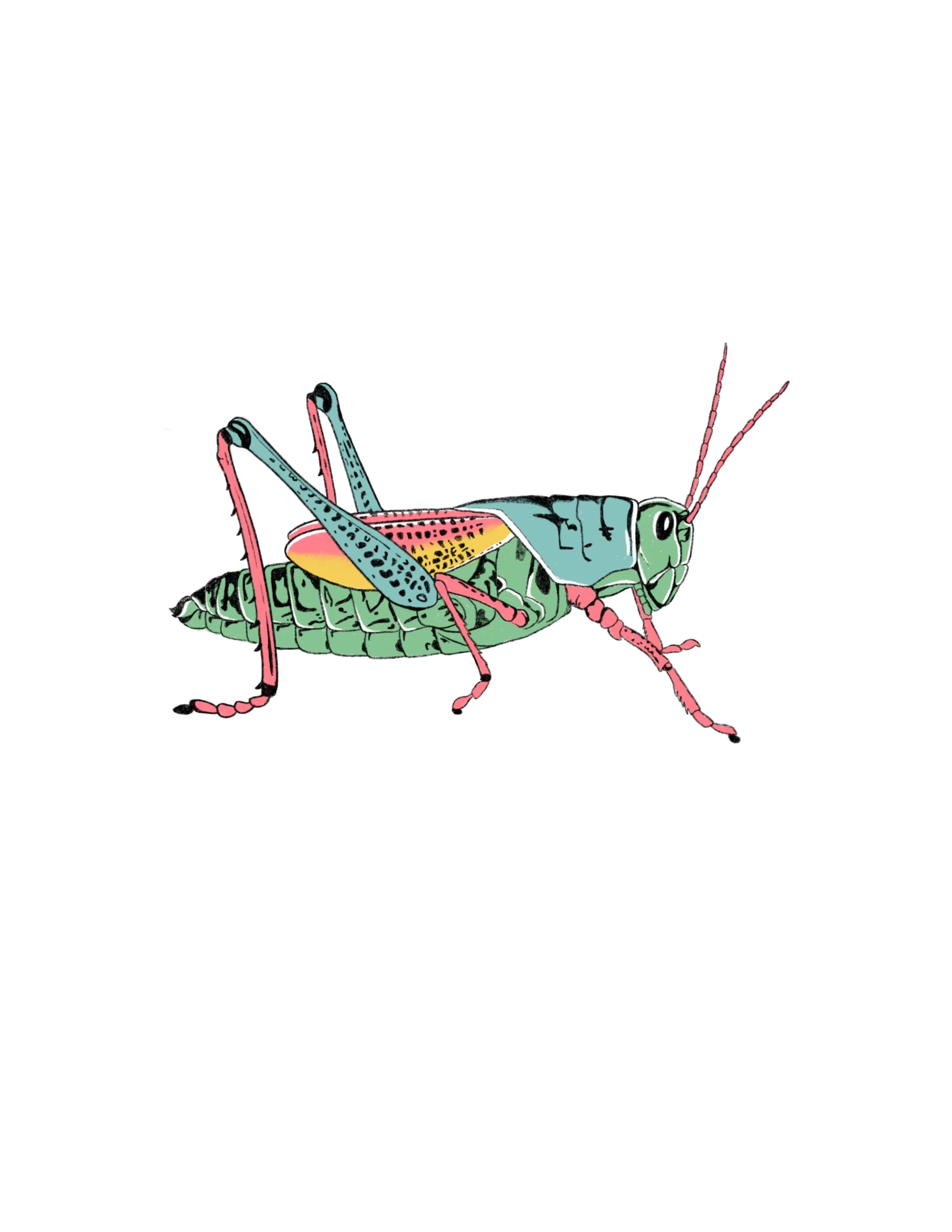 grasshopper!- 4.5 inches wide or larger