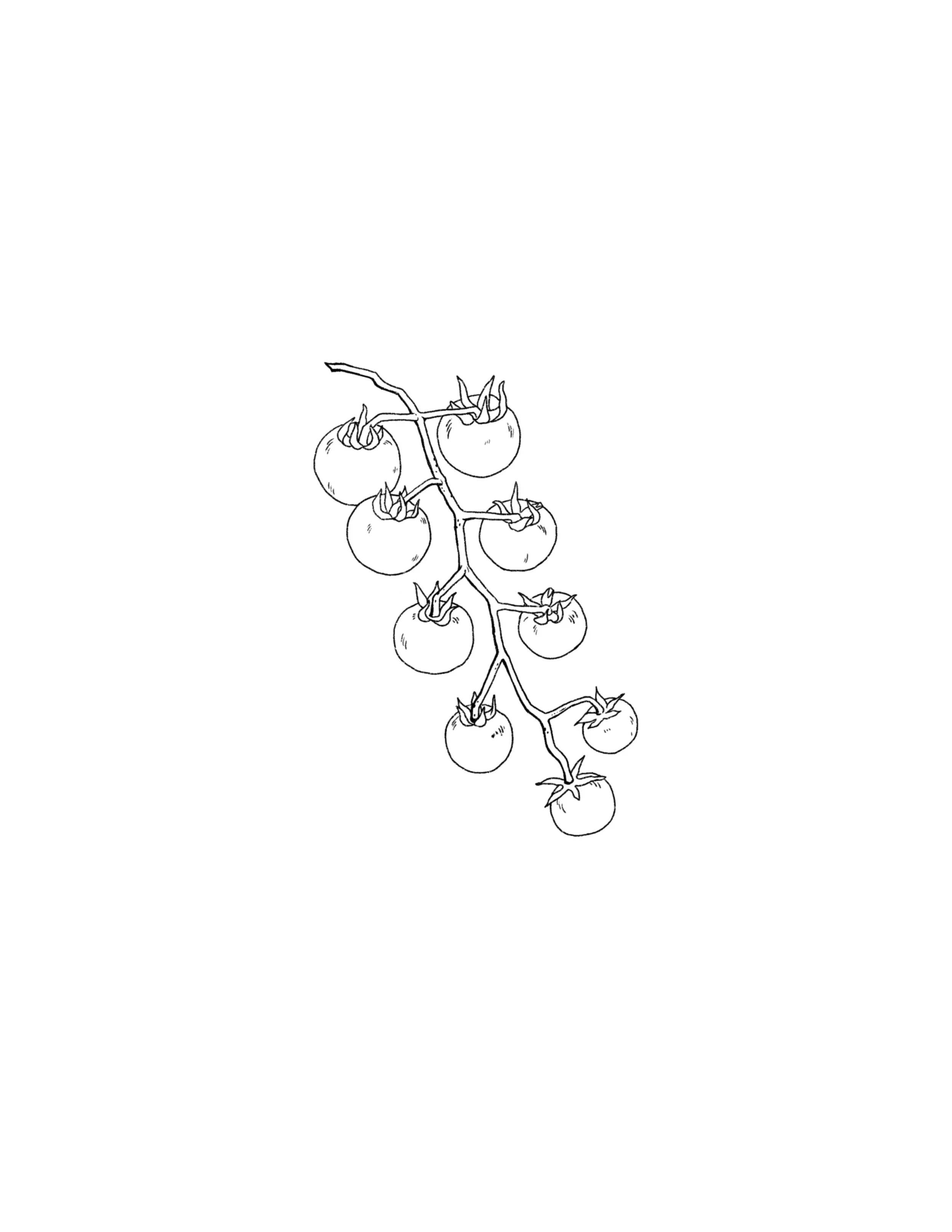 SOLD- 9 tomatoes on a vine- 4 inch minimum