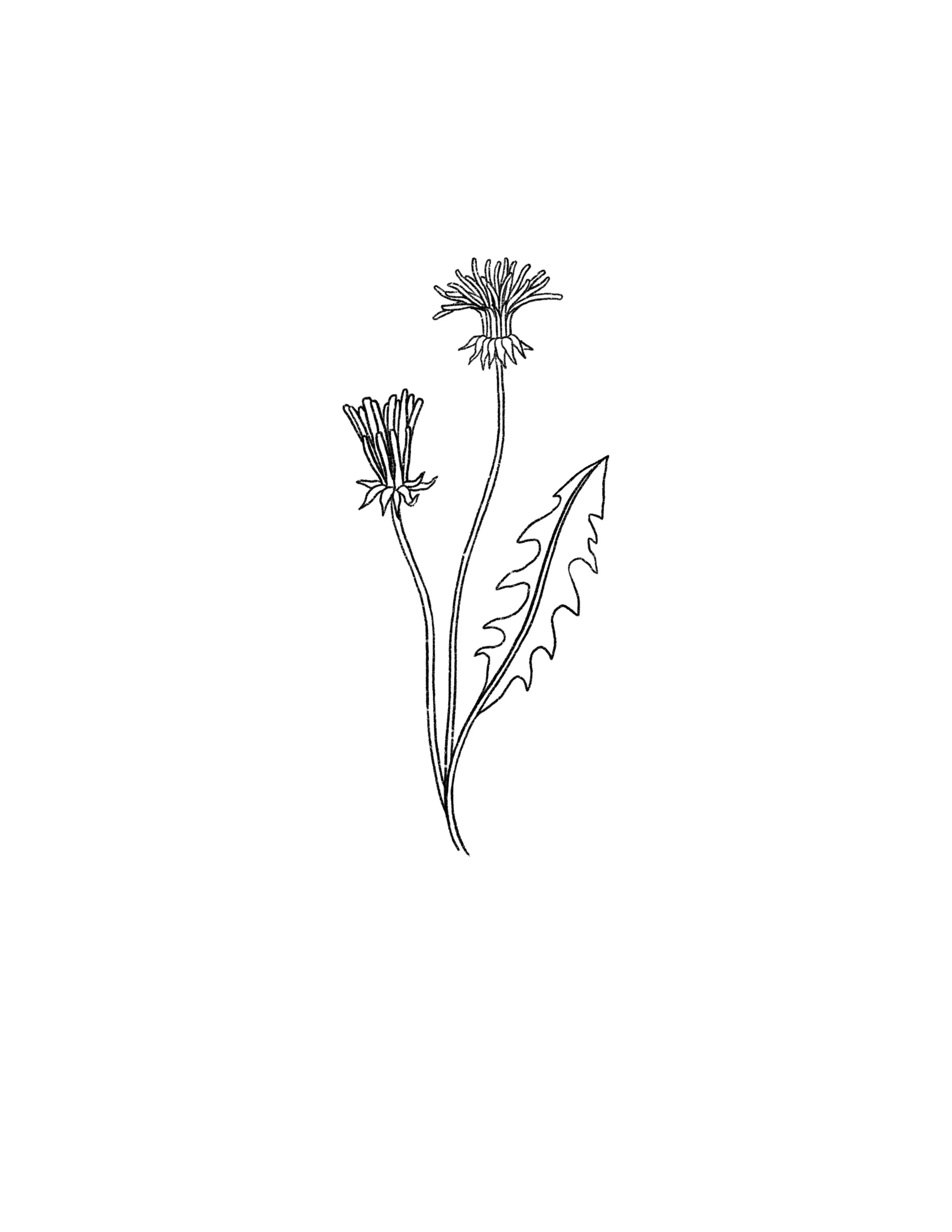 dandelion duo- 4 inches tall minimum