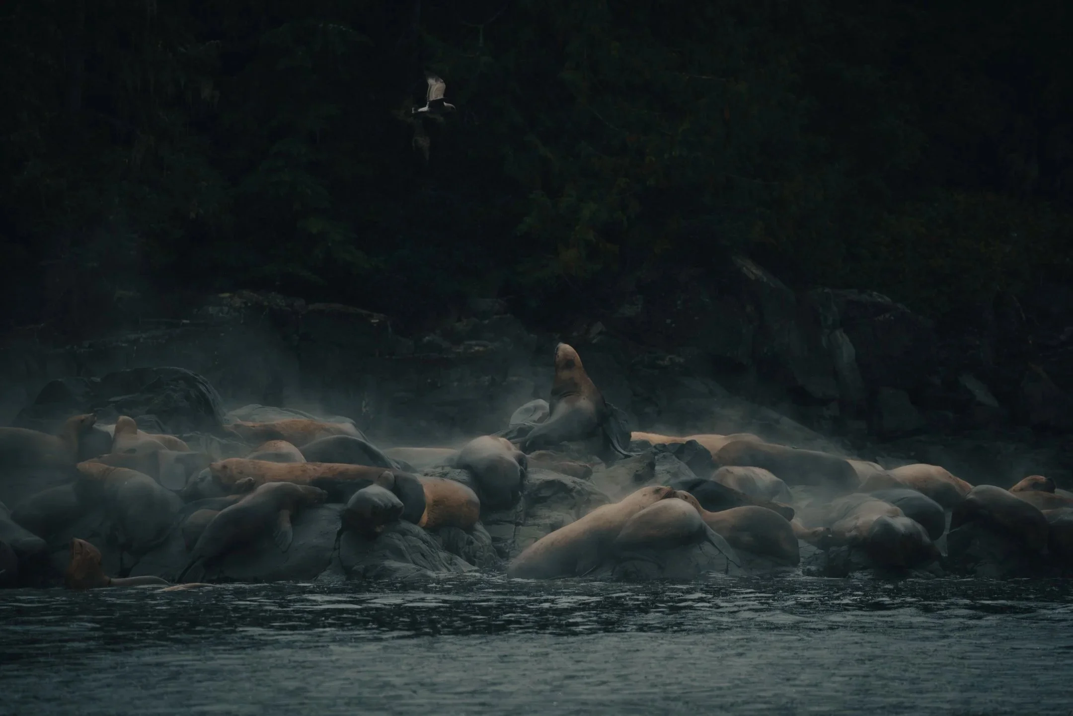 ARC'TERYX X NAWALAKW