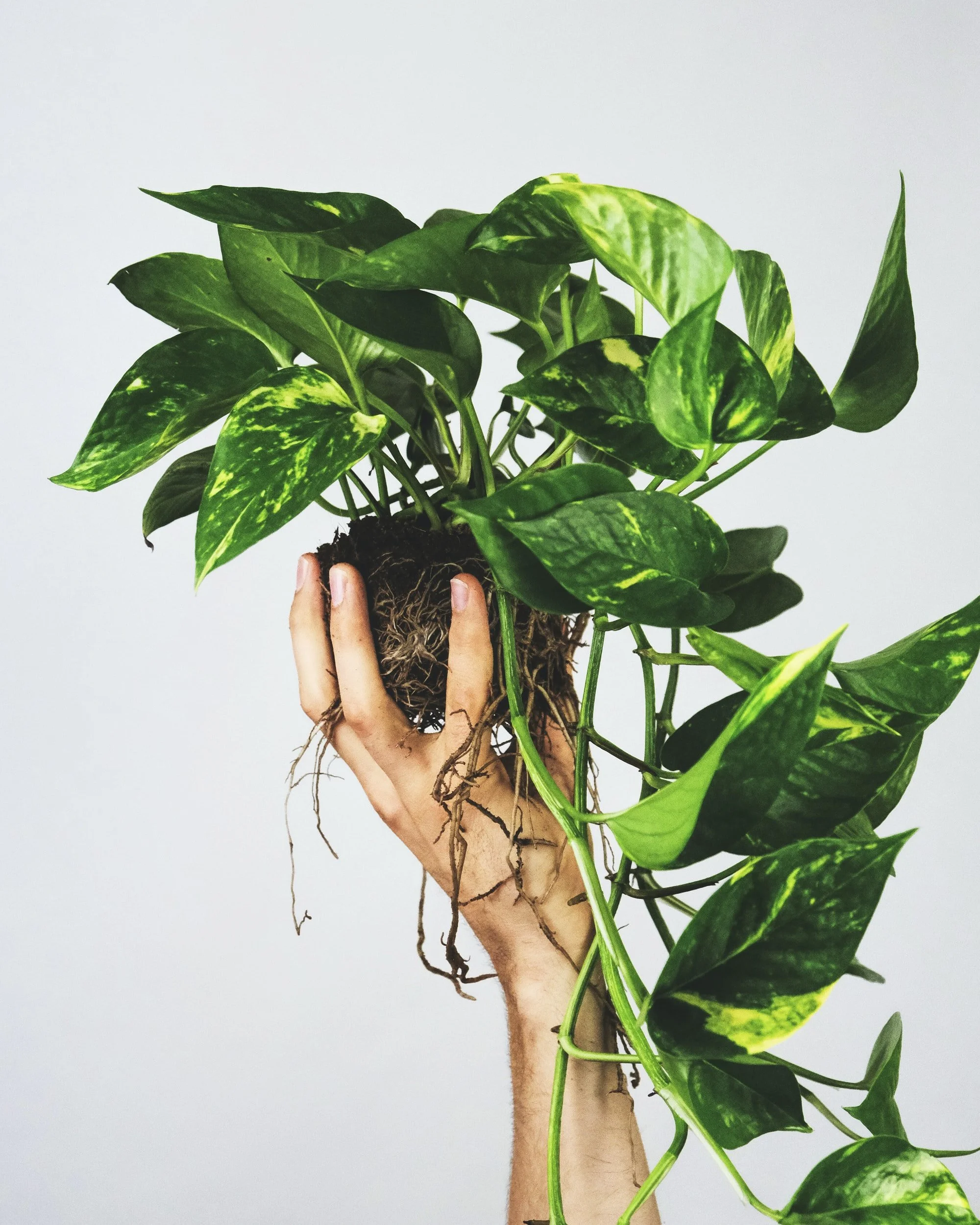 unsplash-image-thyDnx5asaw.jpg