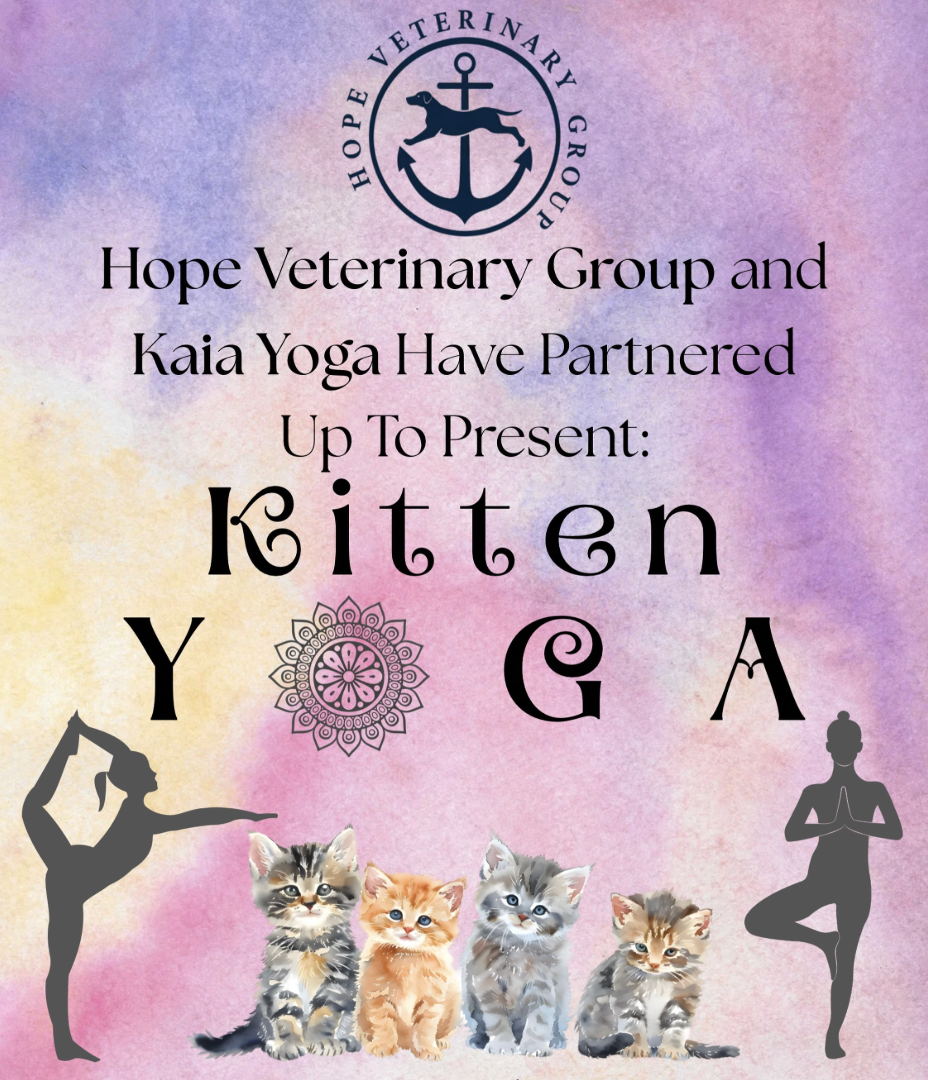 FREE Adopt A Kitten Yoga Class with Julia Otani Caruso
