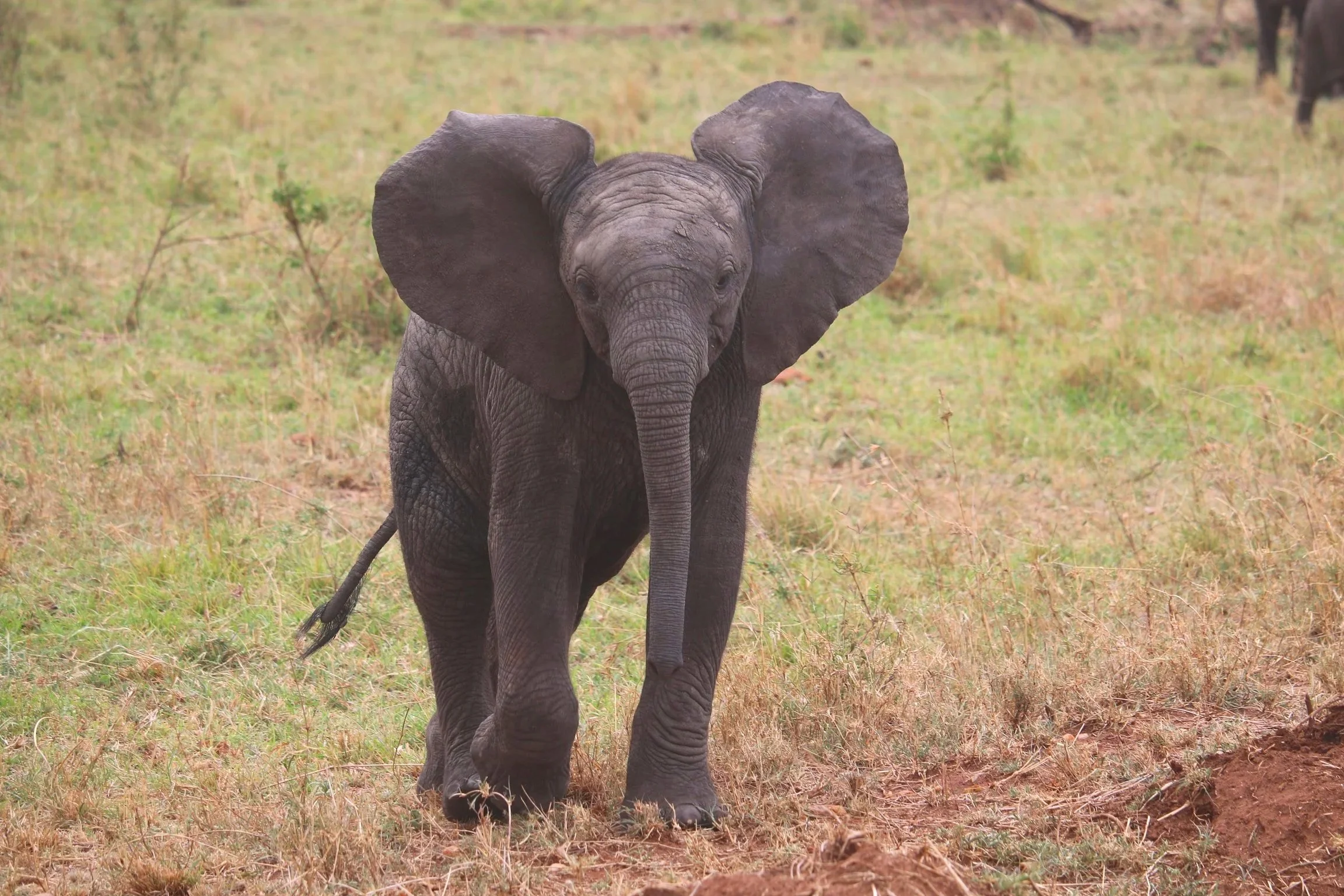 Baby elephants are super playful and silly, just like human babies! 