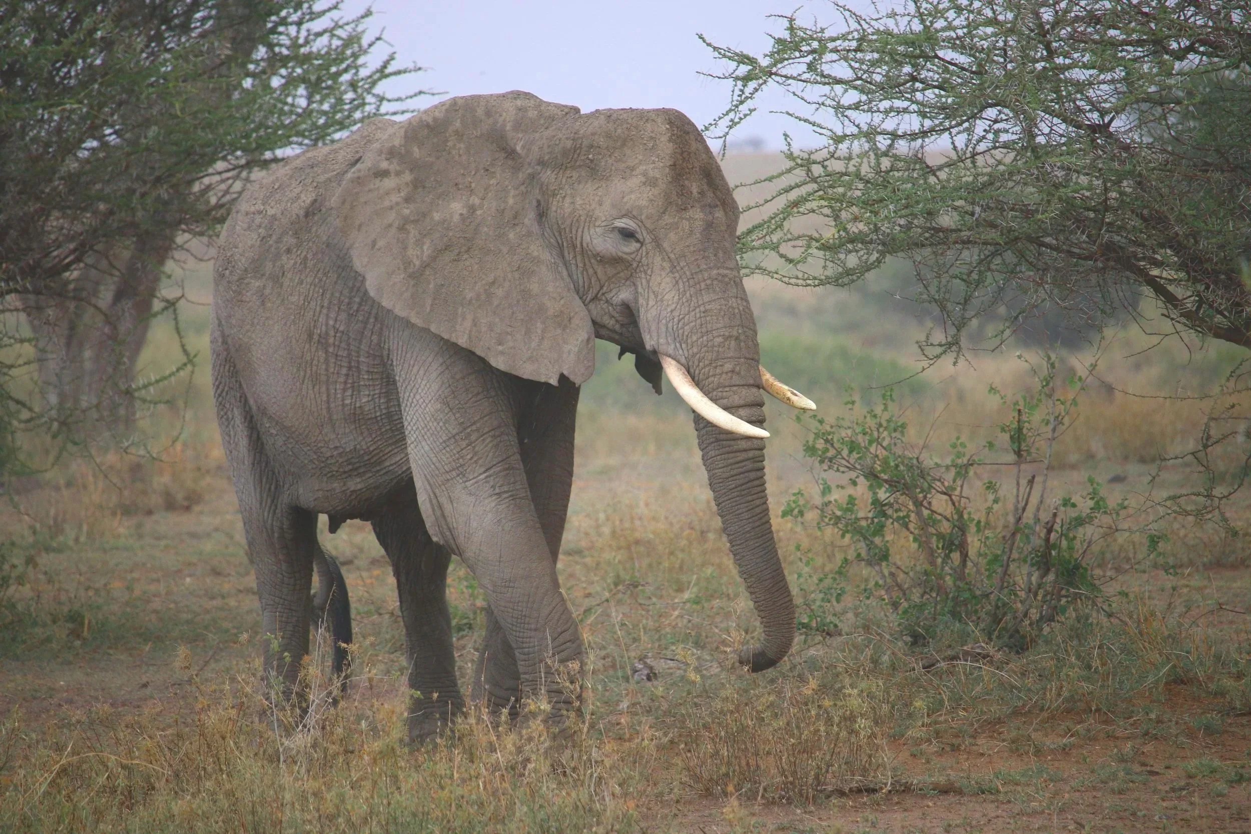 Elephants live around 60 to 70 years in the wild and grow a new set of teeth for each decade! 