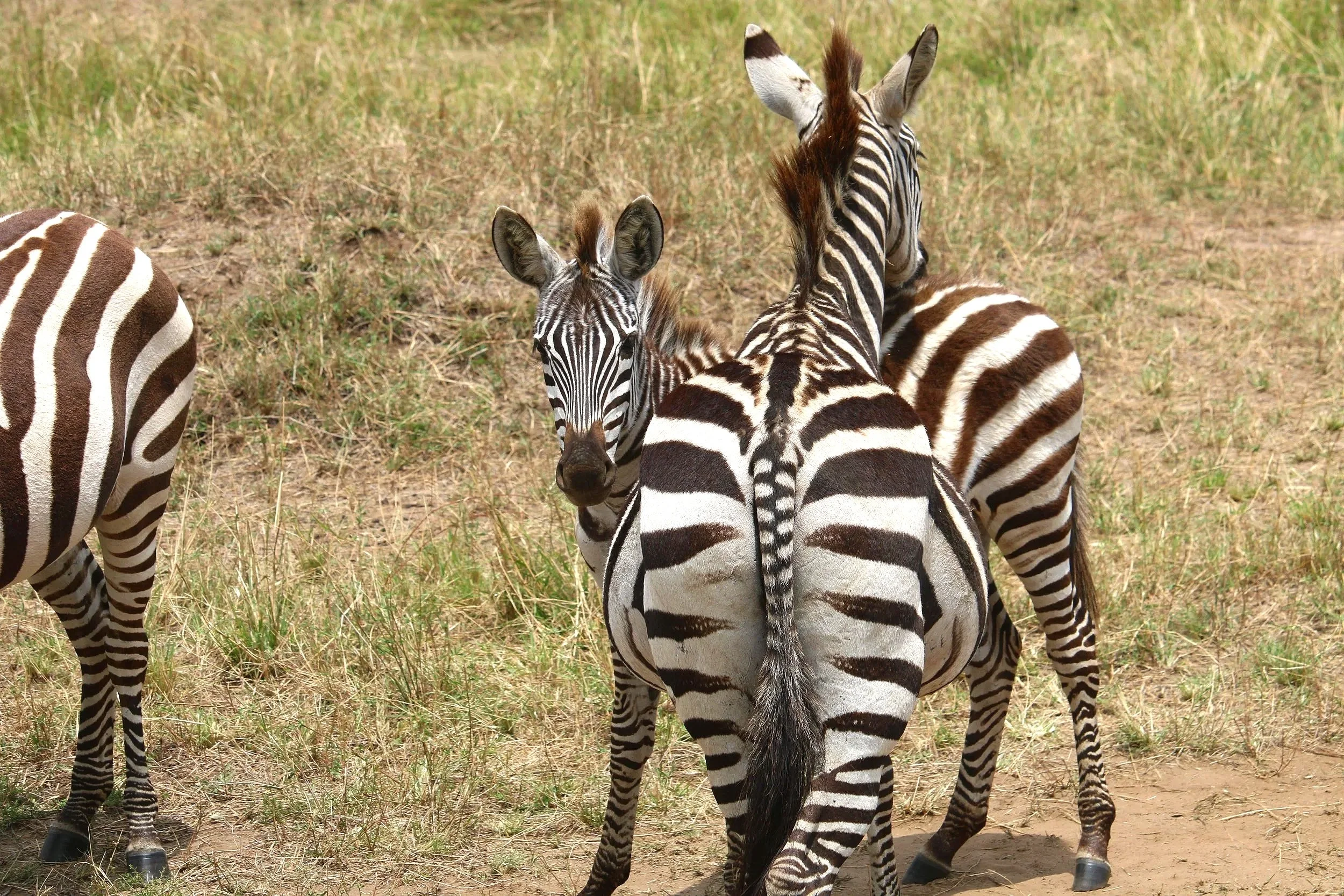 Zebras are Karen's FAVORITE safari animal for their impeccable black and white style and feisty attitude lol 