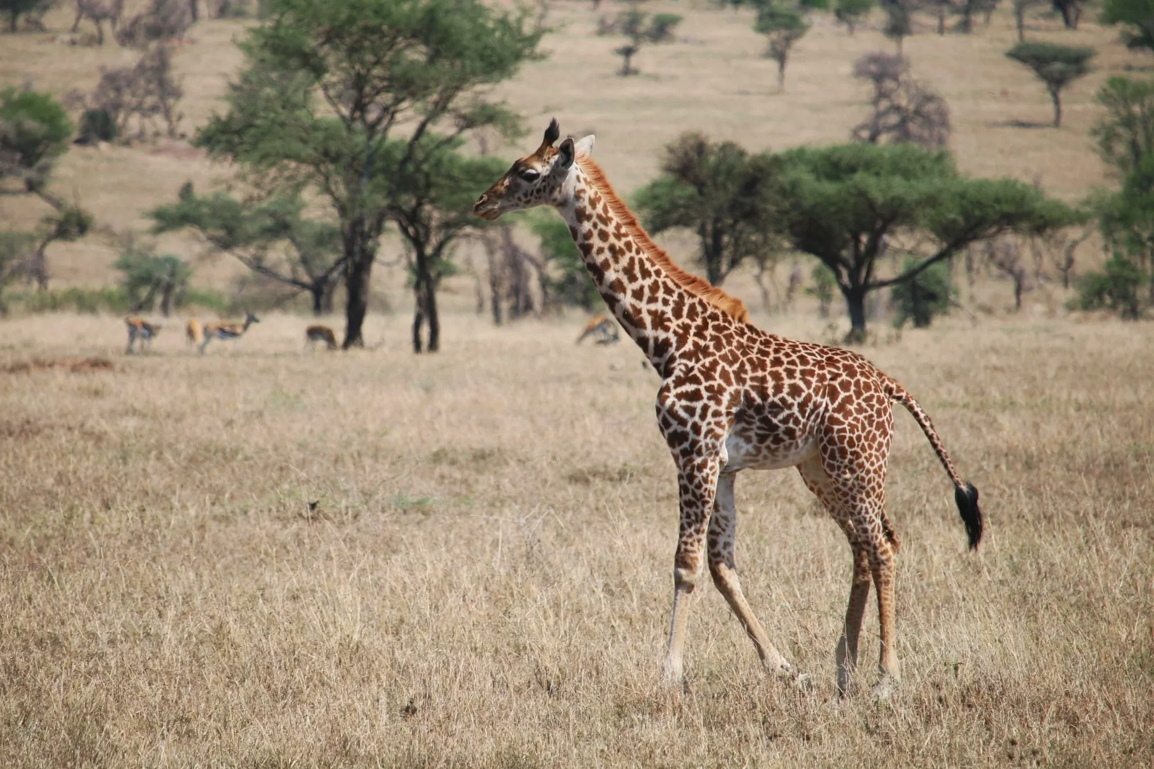 Giraffes are such gentle giants! 'Twiga' in Swahili, cool huh? 