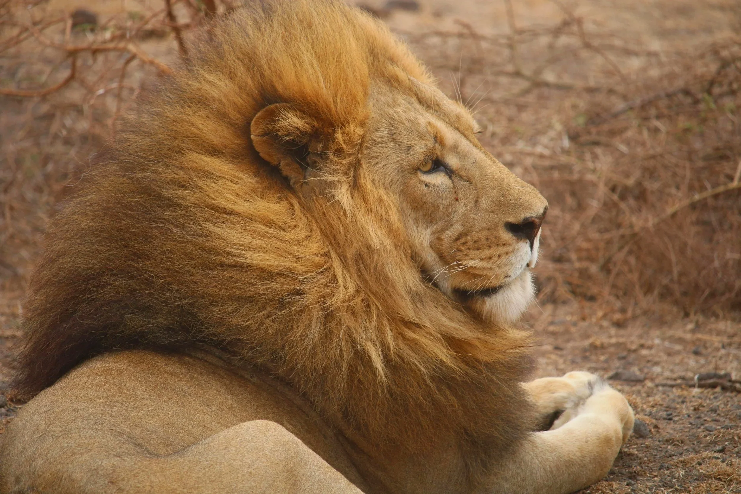 Gorgeous boy out on the savanna! 