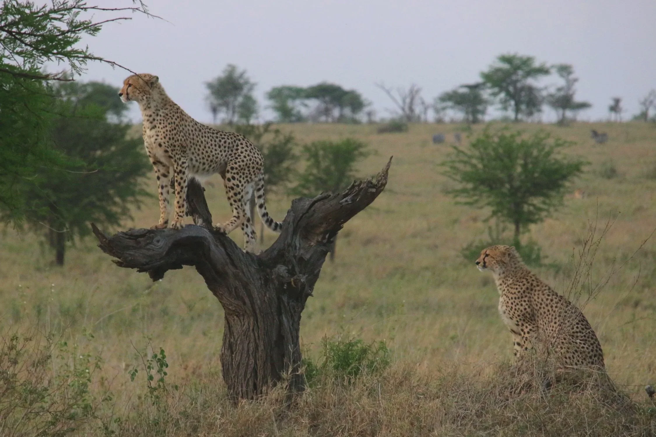 Cheetahs are like ninjas, moving around so effortlessly. 