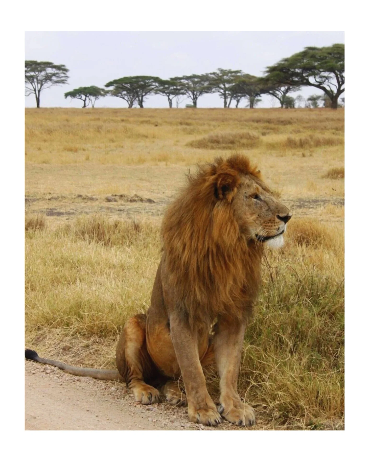 This amazing lion is the original inspiration for Simba Zoe! Isn't he cute?!? (pic from 2013 safari)