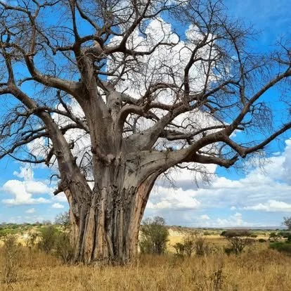 Baobab trees dot the landscape in Tarangire National Park! 