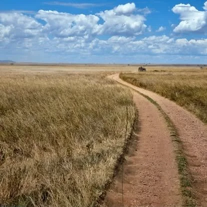 Serengeti means 'endless plains' in the Maasai language. 