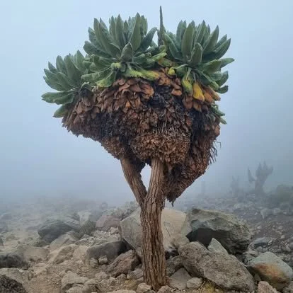 Kilimanjaro trees... inspo for Dr. Seuss??? 