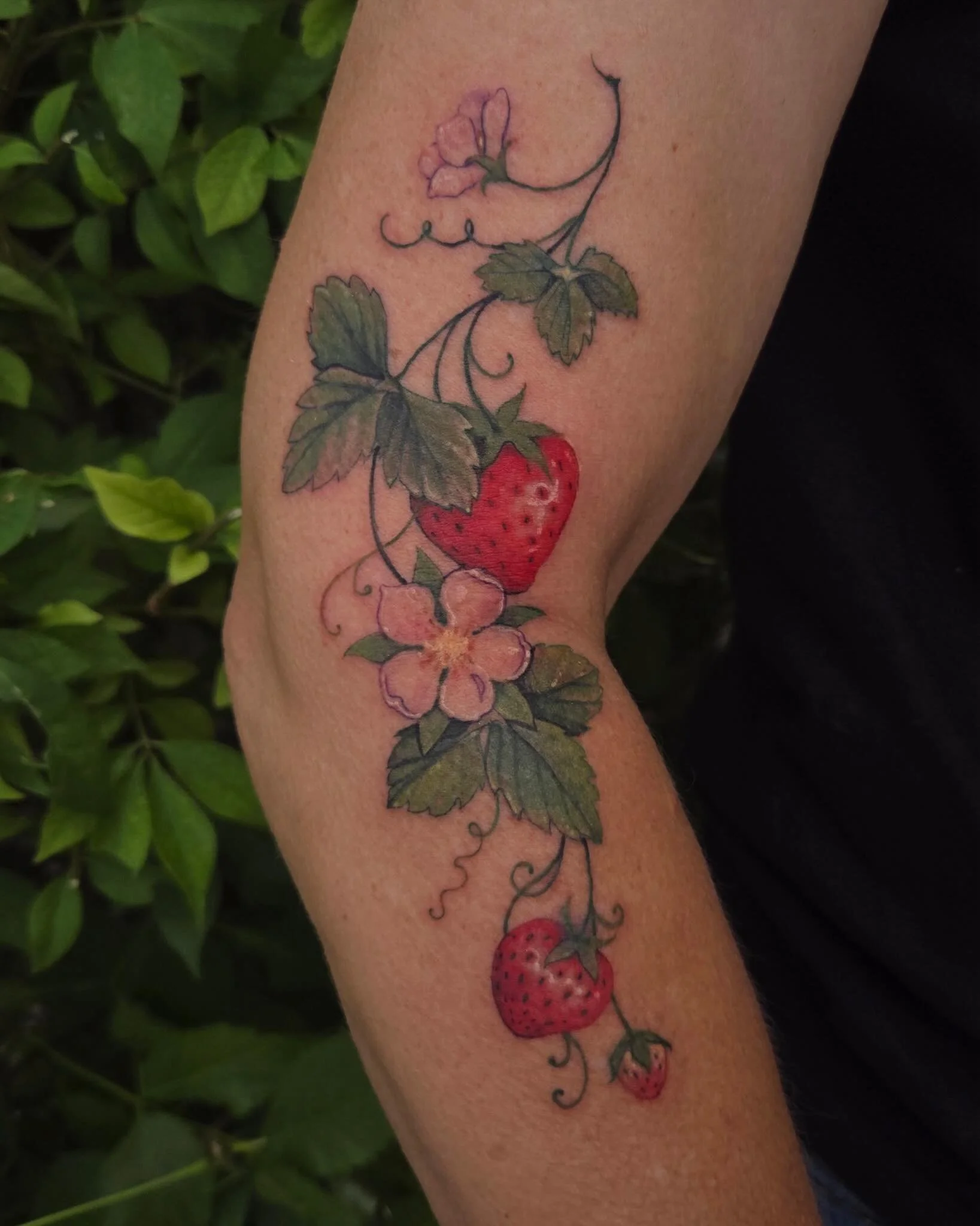 Tattoo by @extramints 🍓 You can book with Amber by following the link in their bio!

🥀 @larosatattooco
3307 S College Ave Unit 102-B
Fort Collins, CO 80525
(970) 682-2946

#larosatattooco #strawberrytattoo #botanicaltattoo #colortattoos #fortcollin