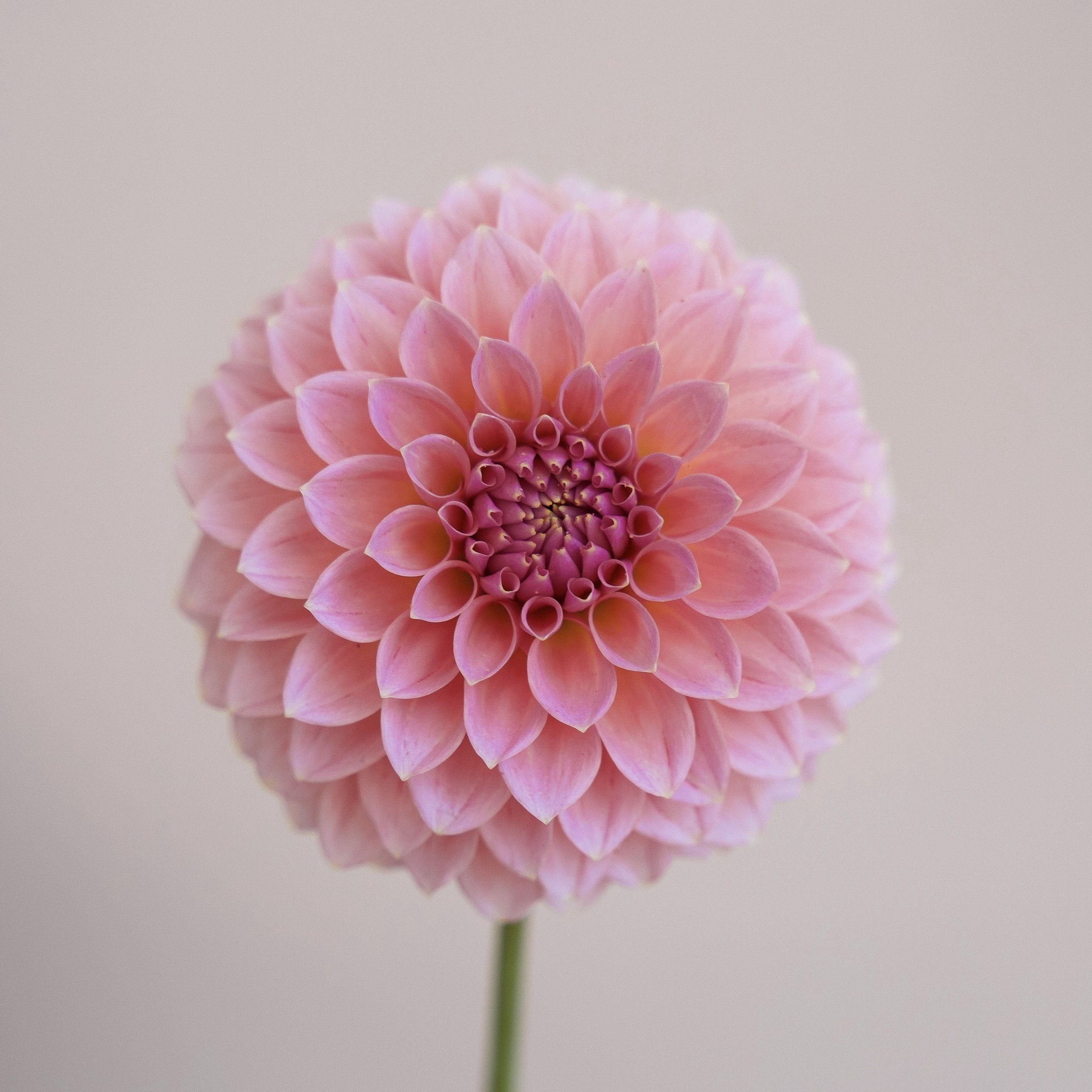 FARM SHOP — Little Lyndoch Flower Farm