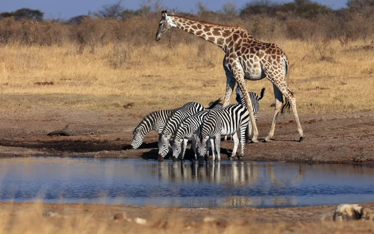 Zimbabwe - 9 Night Safari Combo