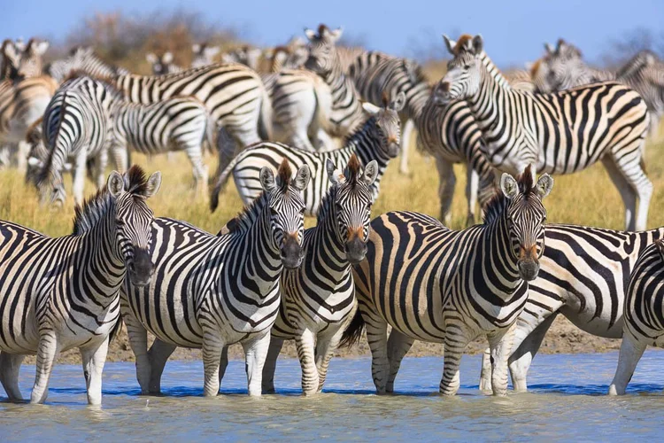 Botswana - Zebra Migration Safari