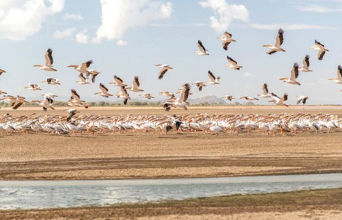 Tanzania - Wildlife & Culture Safari