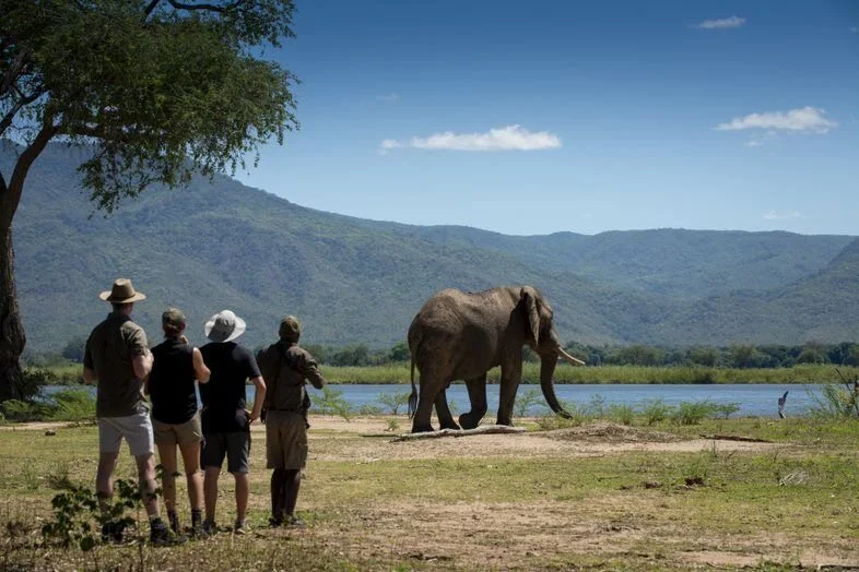 Guests on a walking safari watching an elephant