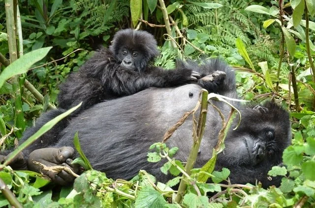 Volcanoes National Park Gorilla Trek - Rwanda