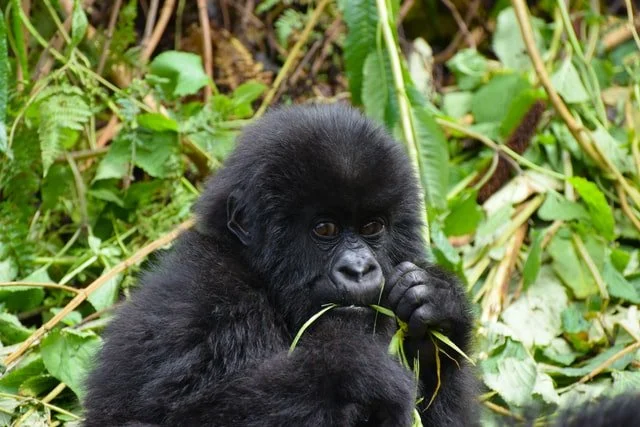 Rwanda & Uganda COMBO Primates Itinerary