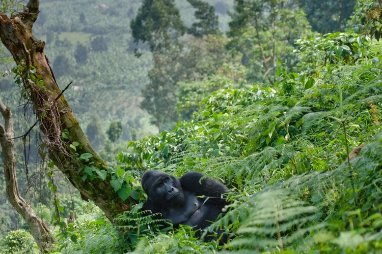Bwindi Impenetrable NP - Uganda Trek