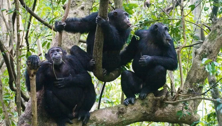Uganda Primates Itinerary