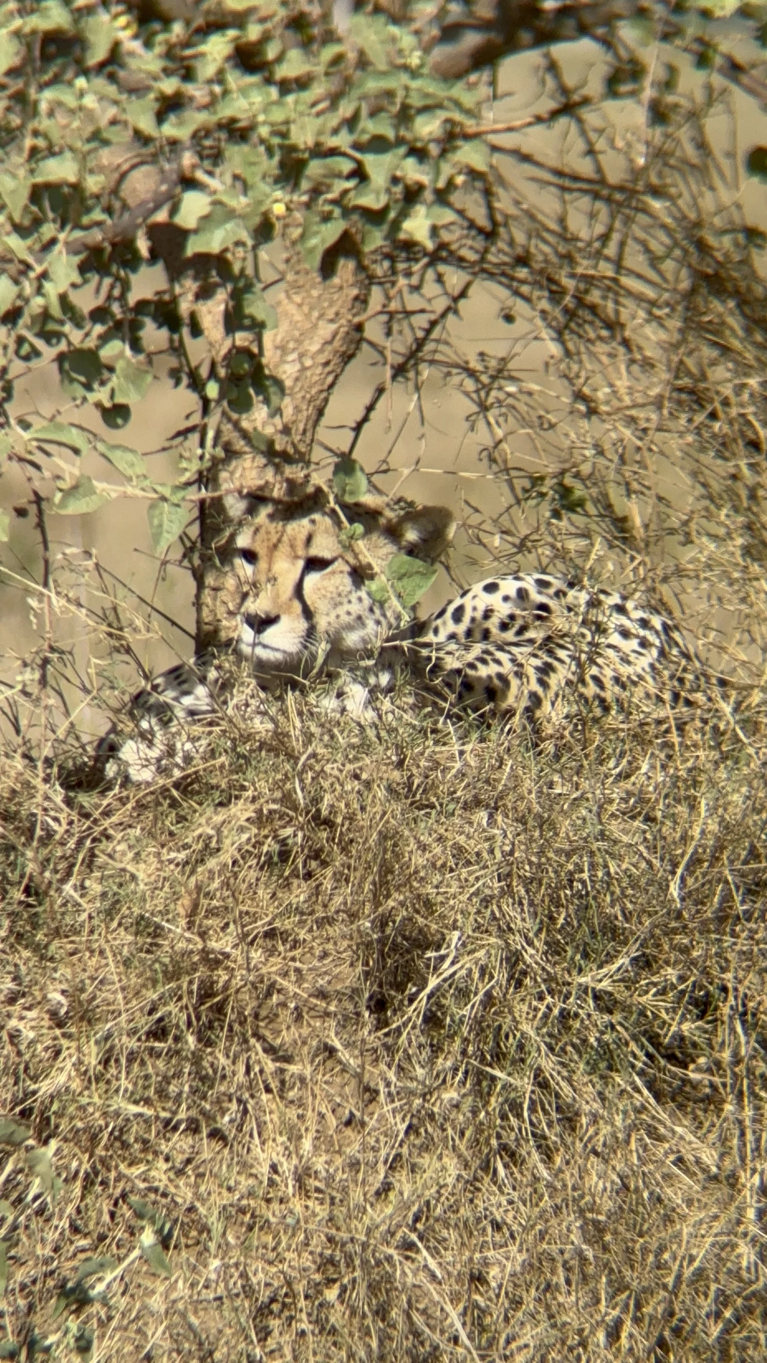Cheetah in the Serengeti