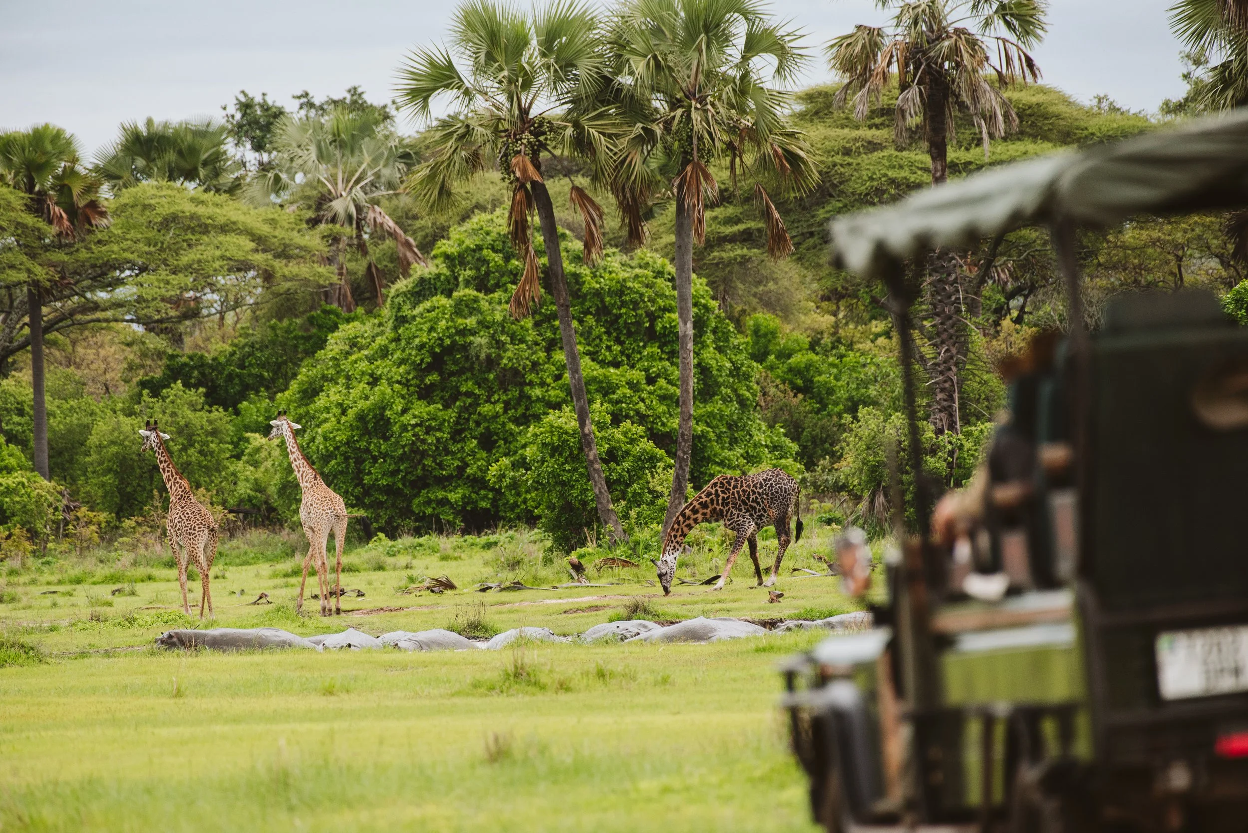 Game Drive Plains.jpg