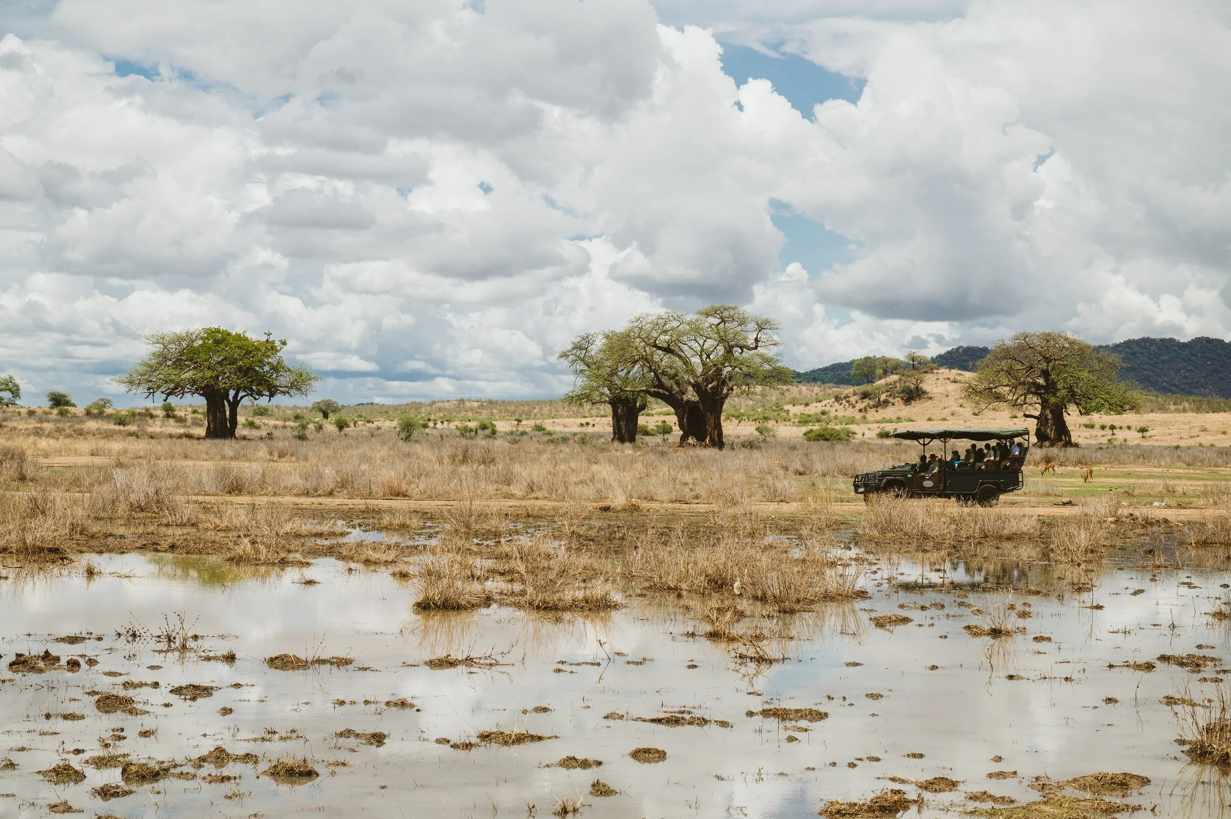 Ruaha_Foxes_CaseyPratt_LoveAfrica-5732.jpg
