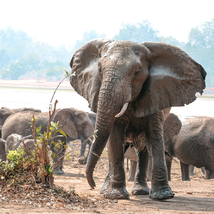 Zimbabwe - 4 National Parks Destinations