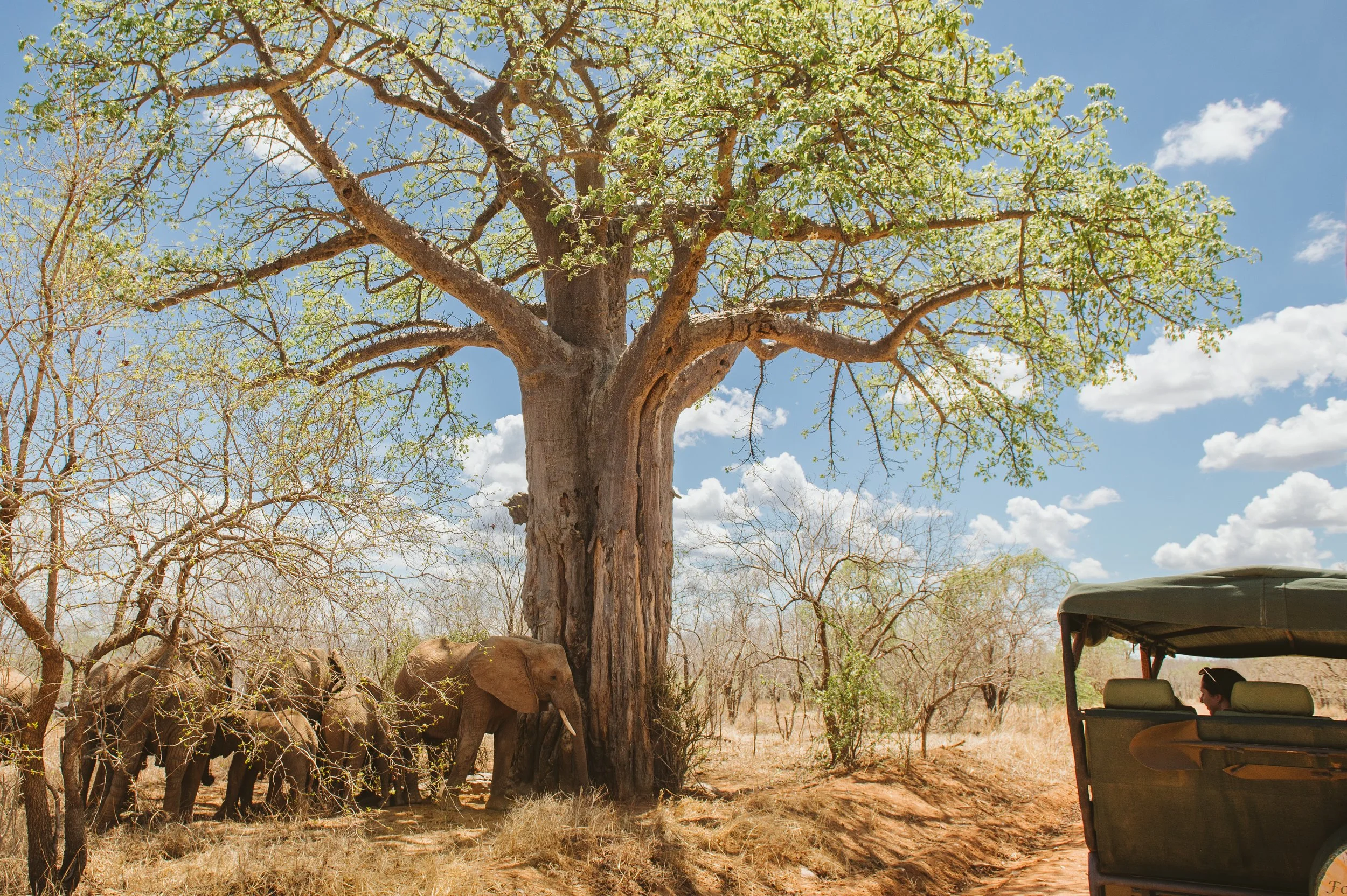 Ruaha_Foxes_CaseyPratt_LoveAfrica-4169.jpg