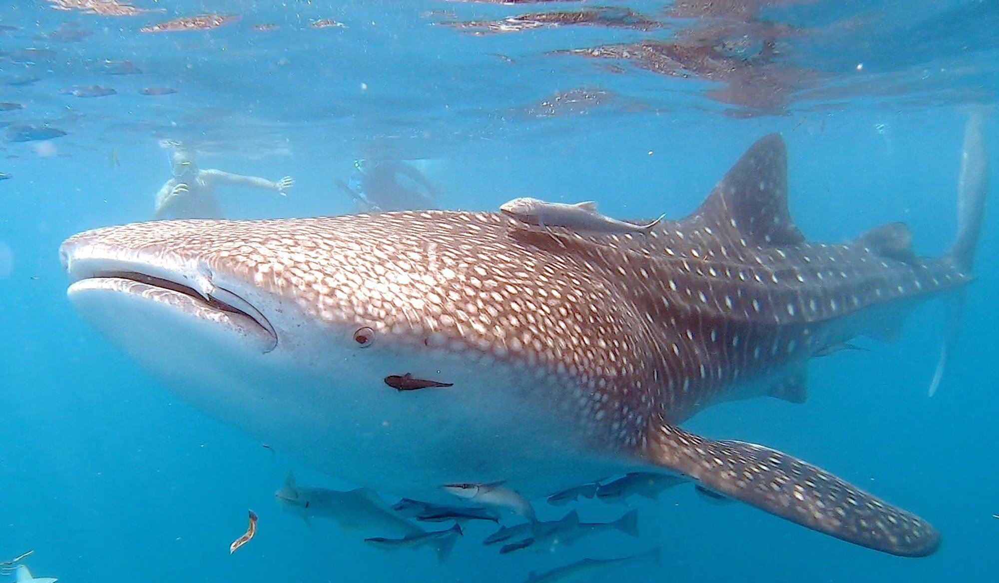 Whale shark 1.jpg