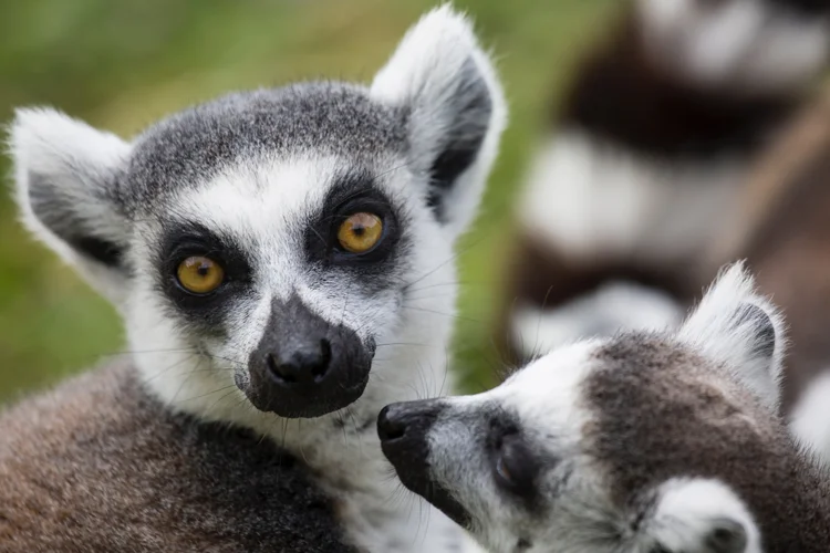 Madagascar