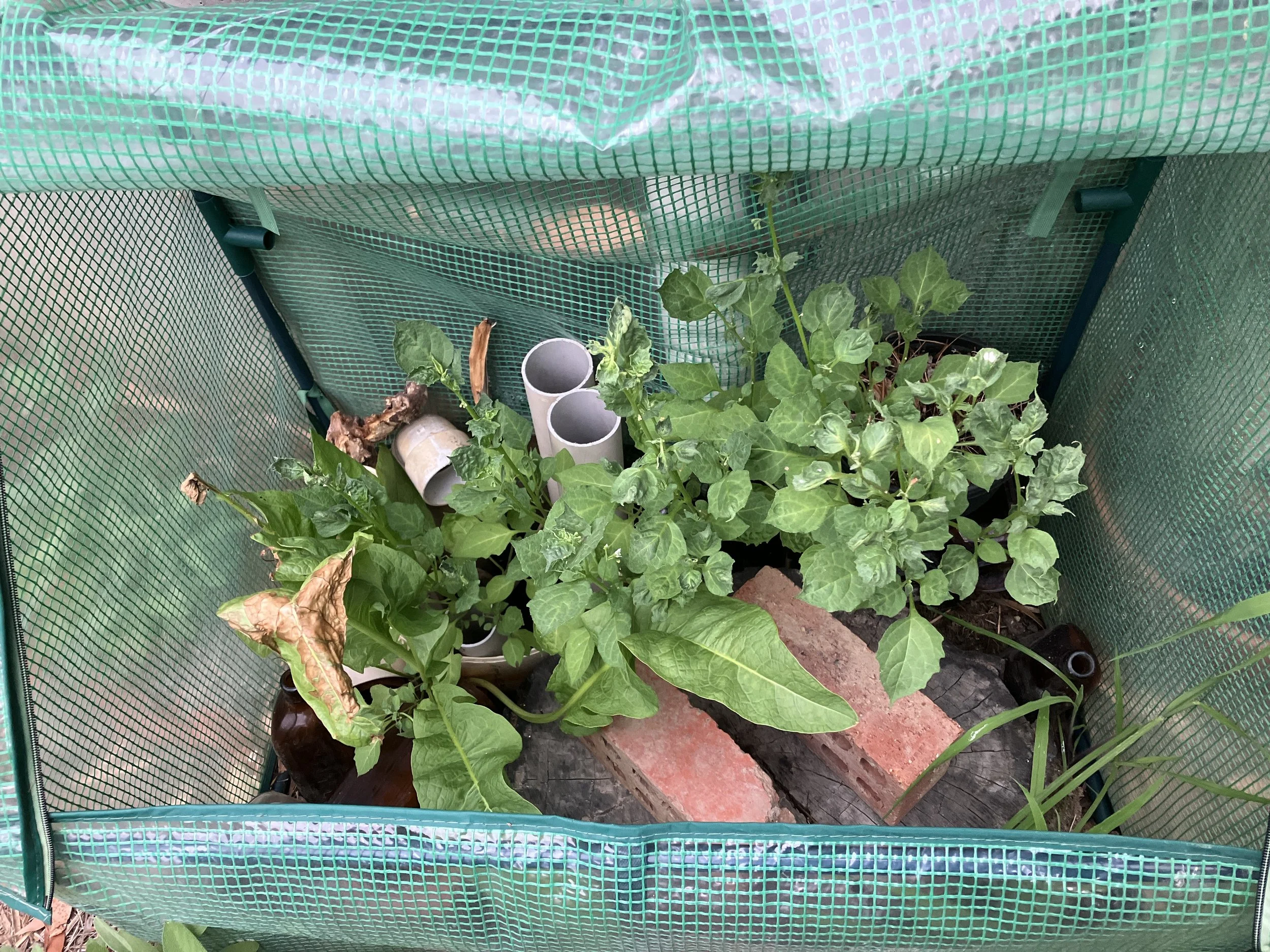 Frog Sauna Construction