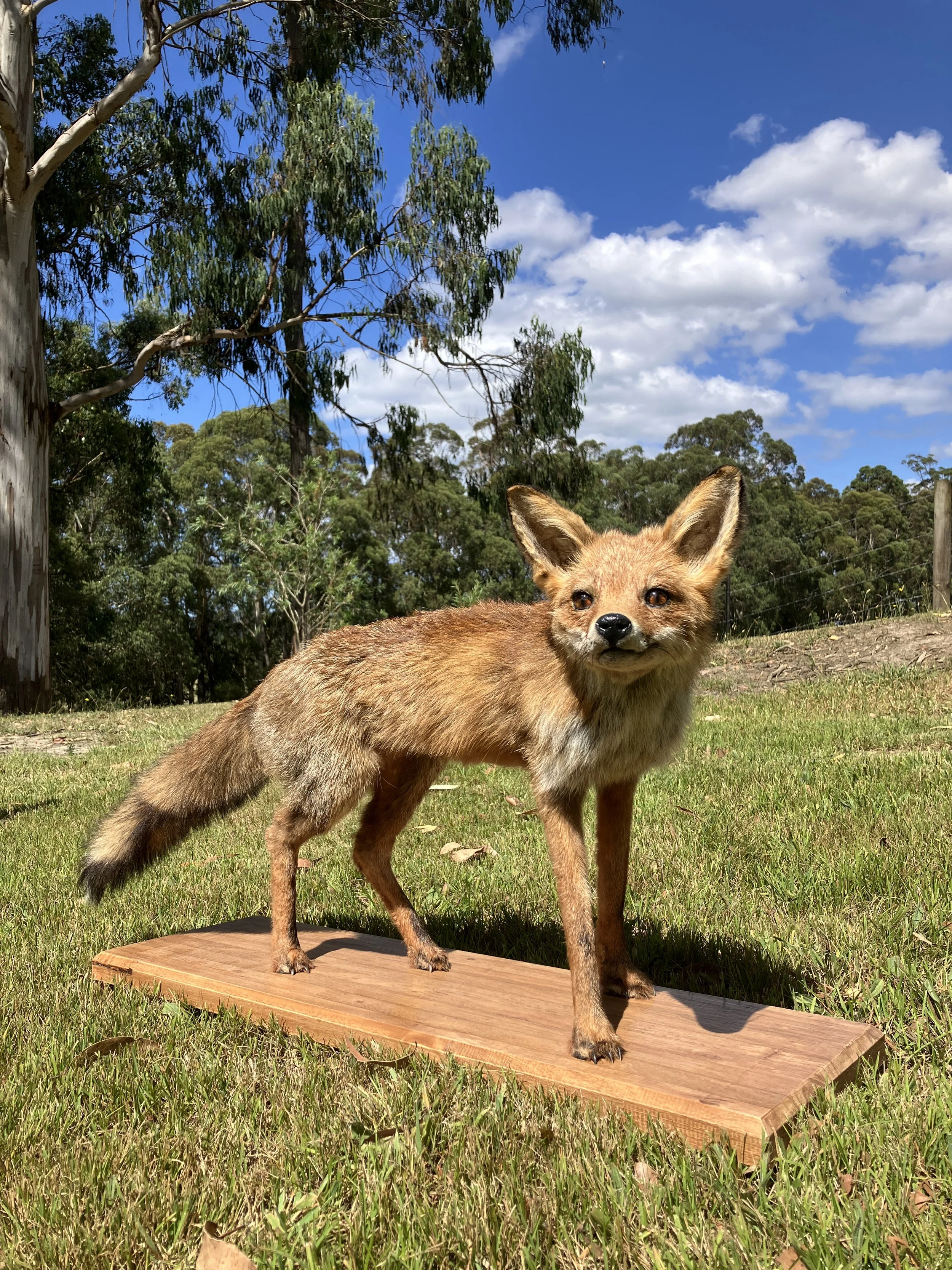 Fox Taxidermy
