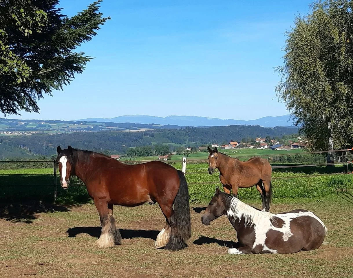 Je connais et je protège mes limites. Atelier réservé aux ergothérapeutes 