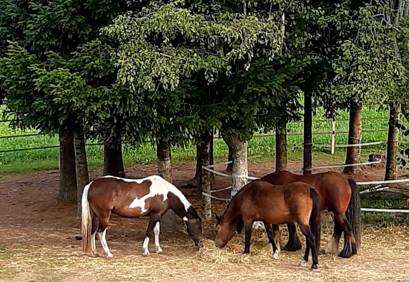 A l'écoute du cheval : La Rencontre 
