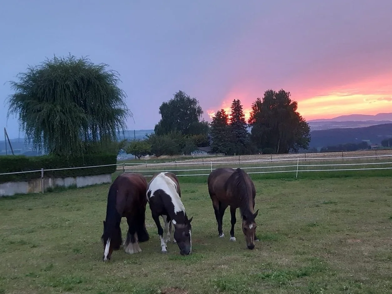 Le SoulCollage® rencontre les chevaux