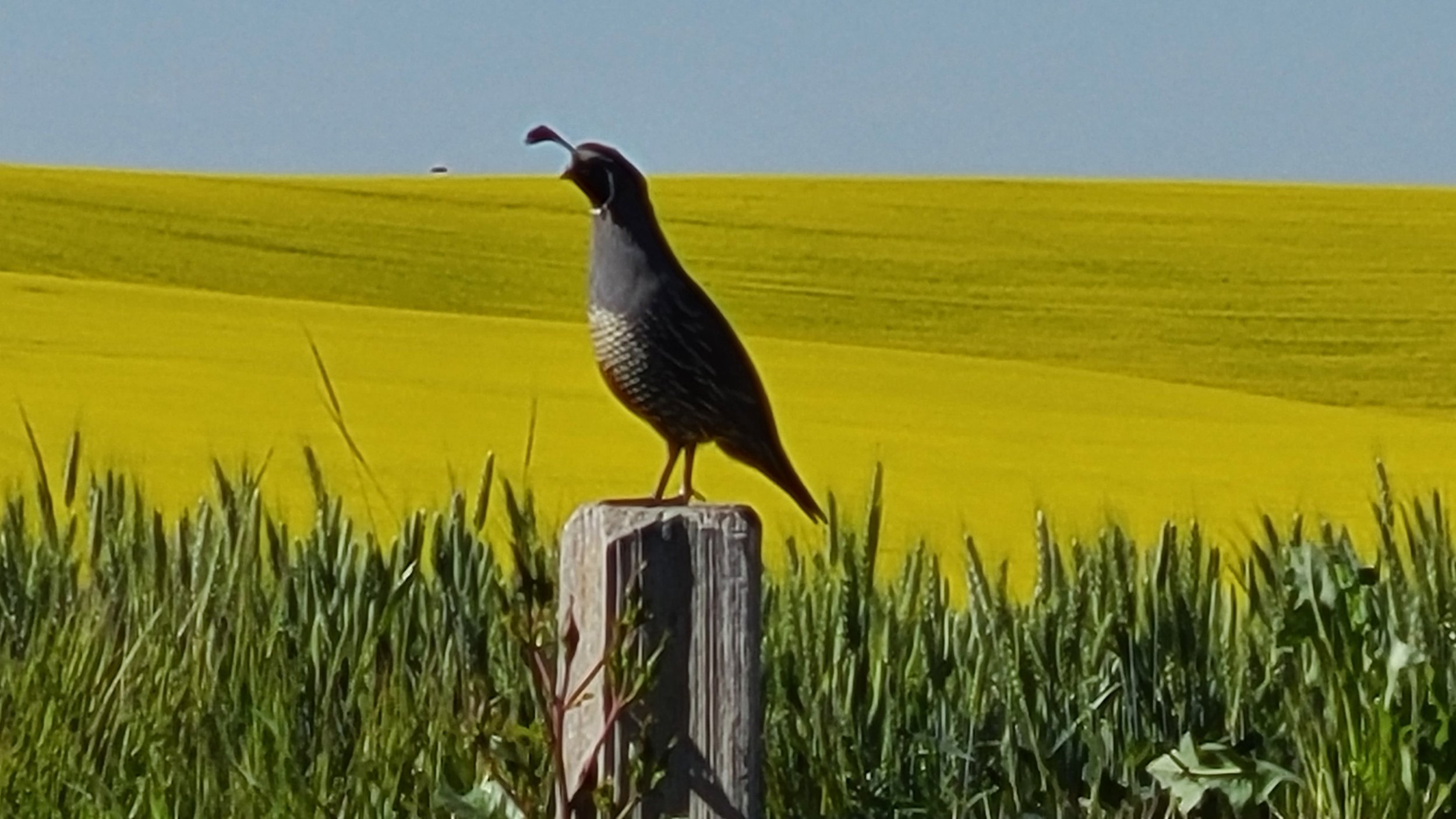 Bird.jpg