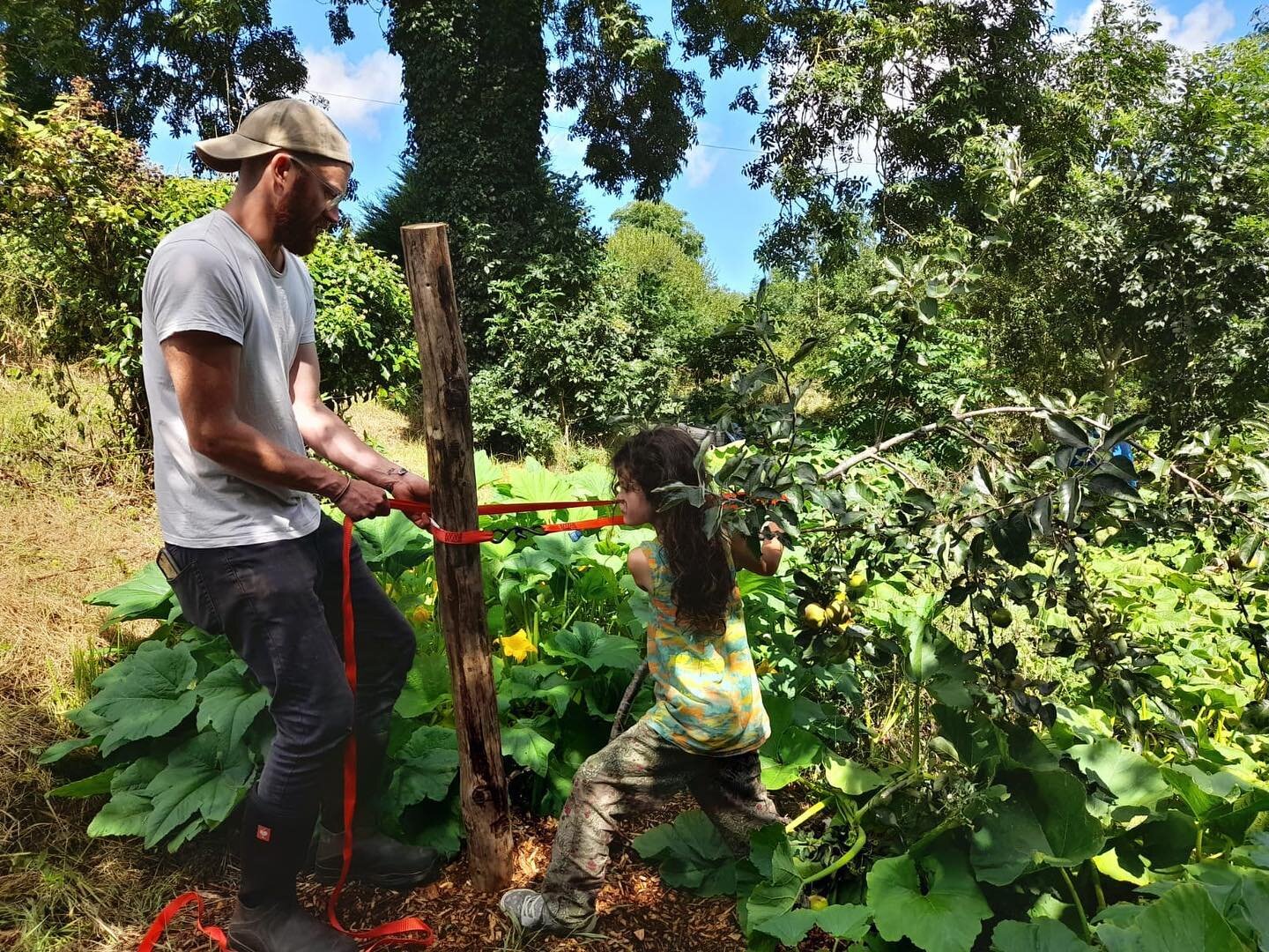One of our young volunteers helps @abe_oakenshade persuade a heavy apple tree back upright. We should have staked it earlier!! 

Volunteer days are a great way for folks of all ages to get hands on experience in all things growing, permaculture and l