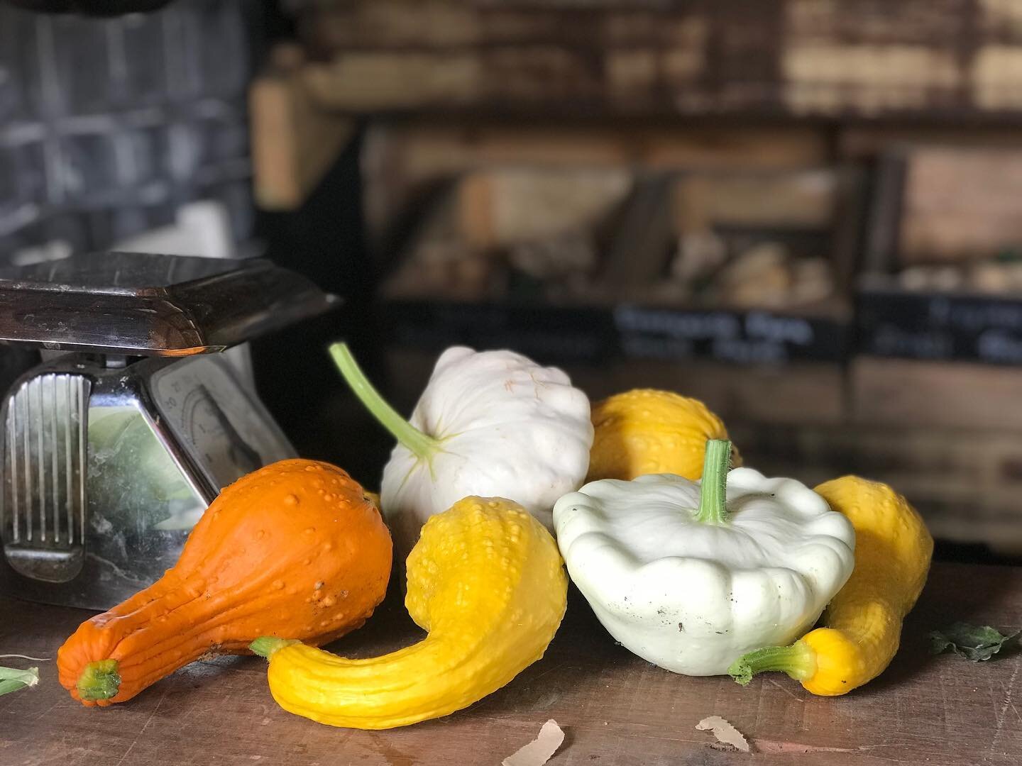 Some of the treats of peak harvest time&hellip;. A Summer Crookneck squash from @wales_seed_hub and a beautiful pattison squash from @theseedcooperative. 

It&rsquo;s hard to keep up with harvesting what the garden and the hedgerows are providing rig