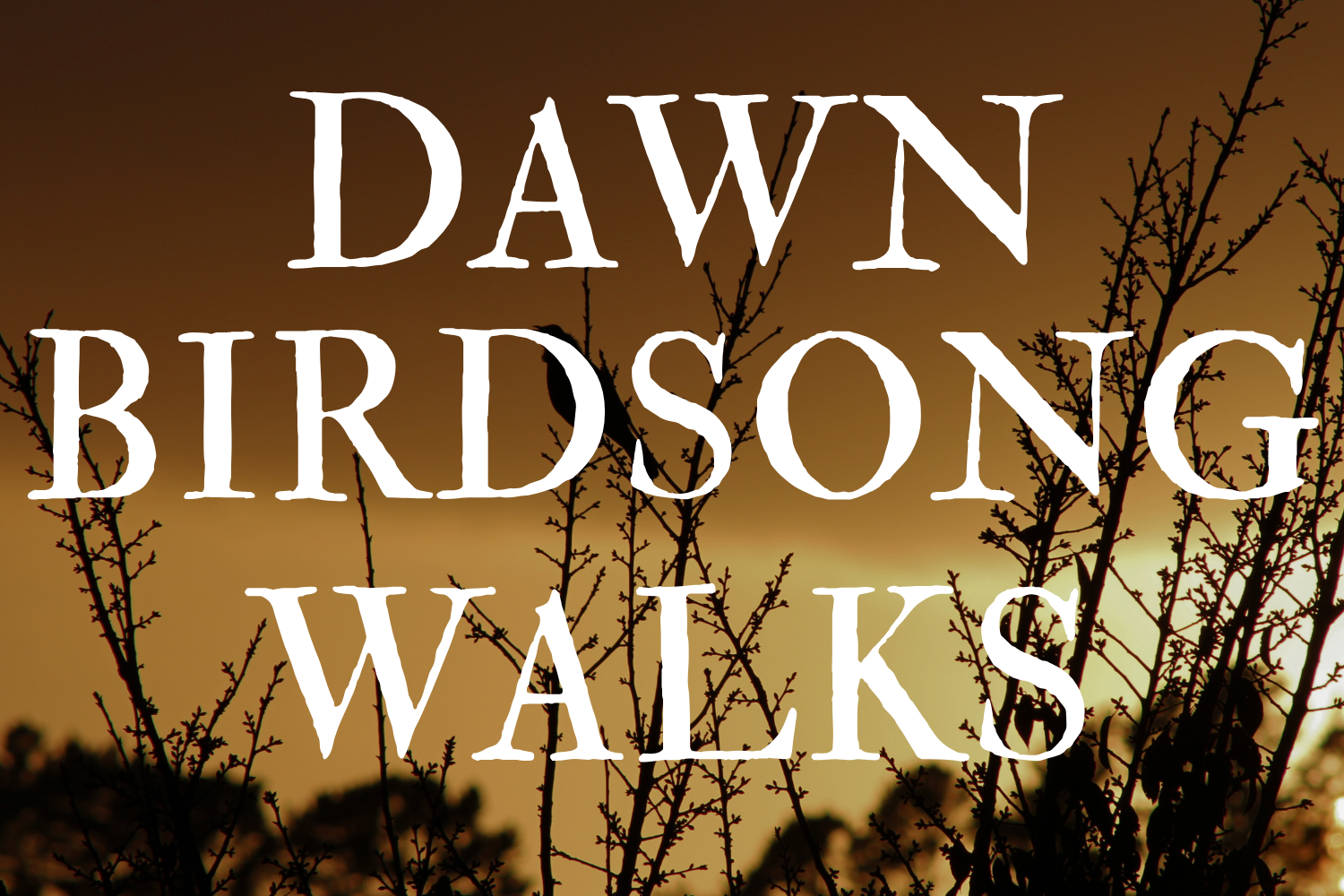 Dawn Birdsong Walk