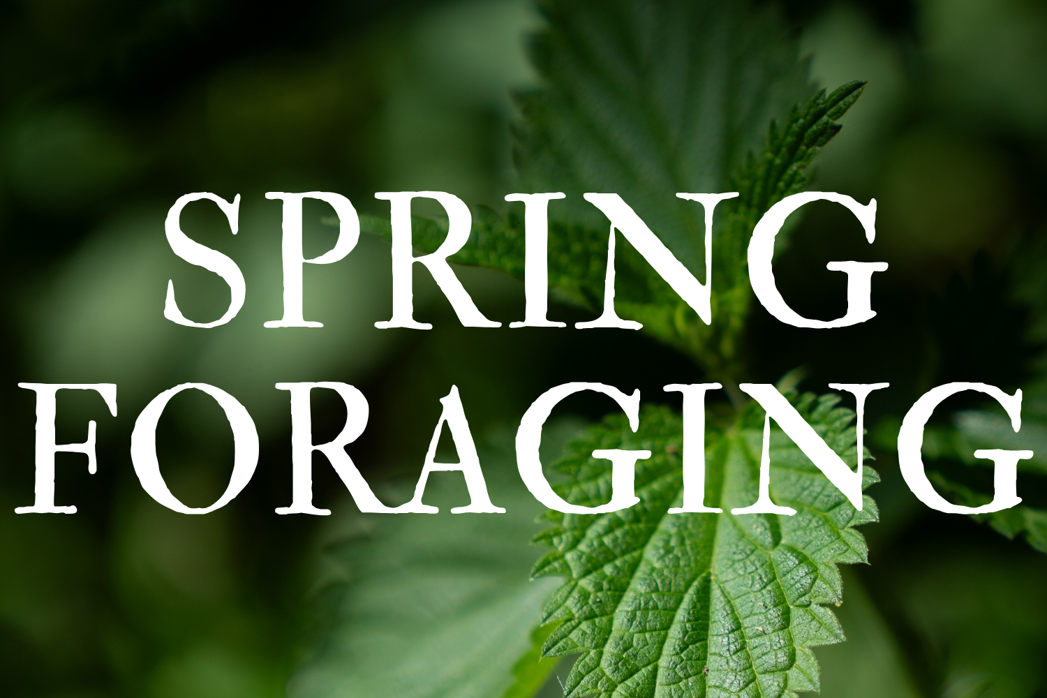 Spring Foraging