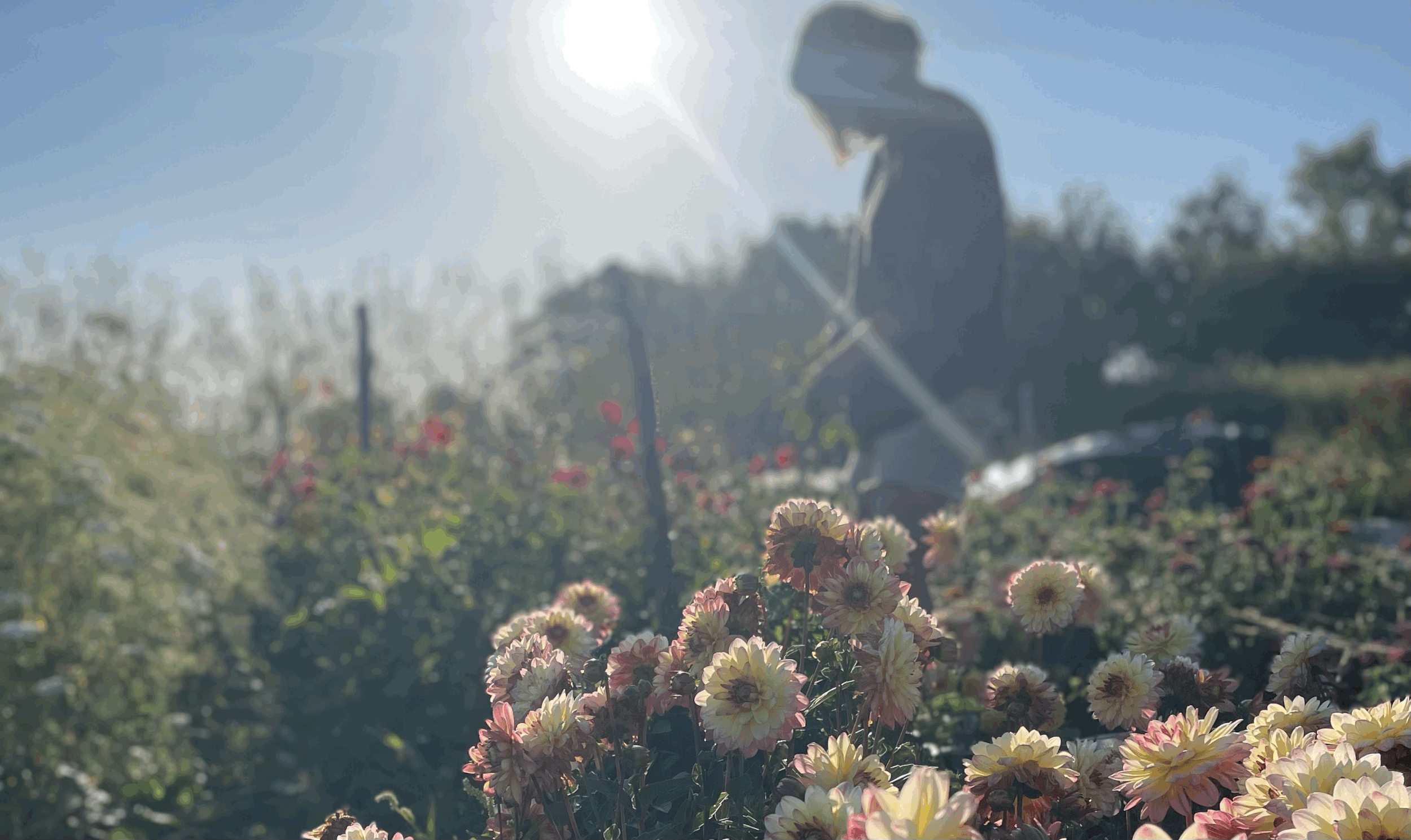 Pick and Arrange Your Own Flower Bouquet