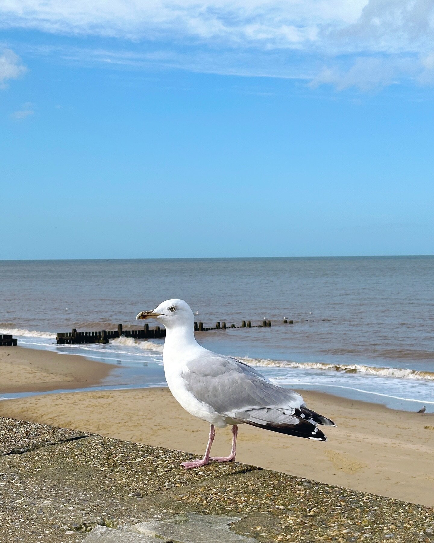 Sometimes when it&rsquo;s Friday afternoon and the sun is shining, you just need to put the laptop down, go for a walk along the beach and say hello to all the absolutely massive seagulls. ☀️

#authorlife #authorgram #norfolk #walcott #seagulls #book