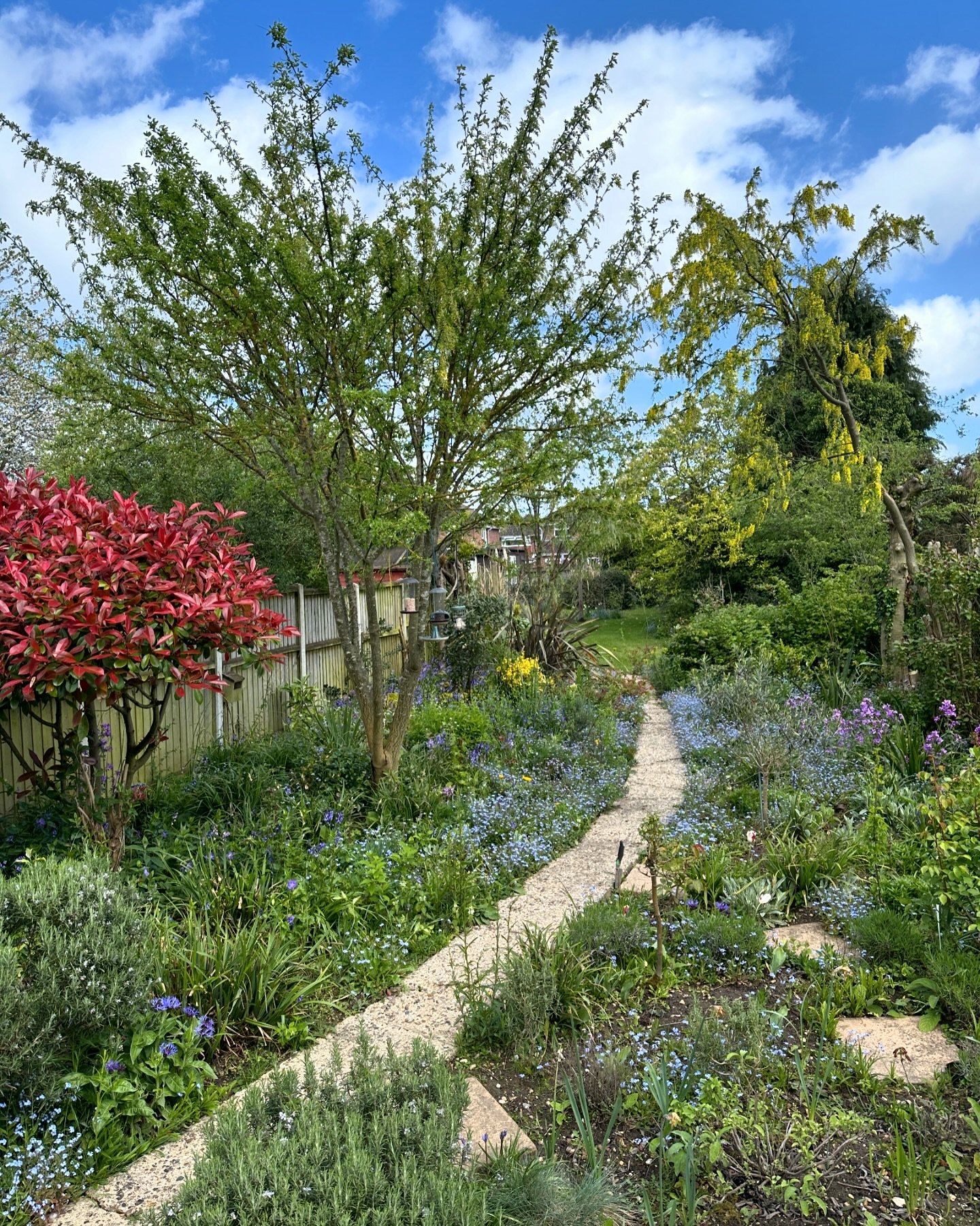 The garden is showing all its spring colours right now. We have so many bluebells, and the laburnums are just starting to spread their yellow raindrops. When the big fat tree on the left is in full bloom it is 😍💛😍💛😍💛😍.

#romanceauthorsofig #ro