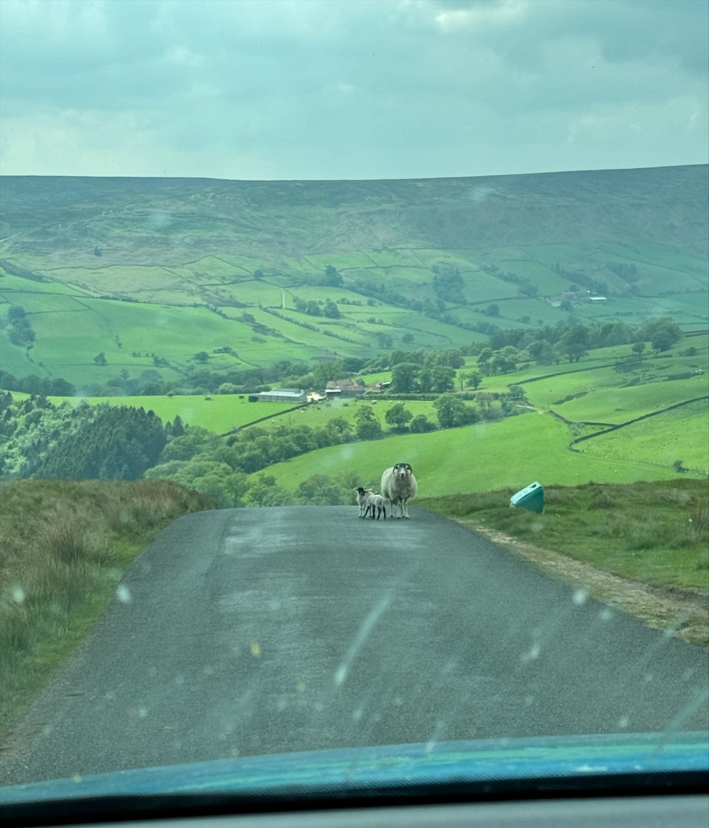 This photo very much sums up our drive over the North Yorkshire moors today. A whole lot of bug splats on the windscreen, sheep - and gorgeous lambs! - in the middle of the road, looking at us as if to say &ldquo;Really?&rdquo; when we drove slowly t
