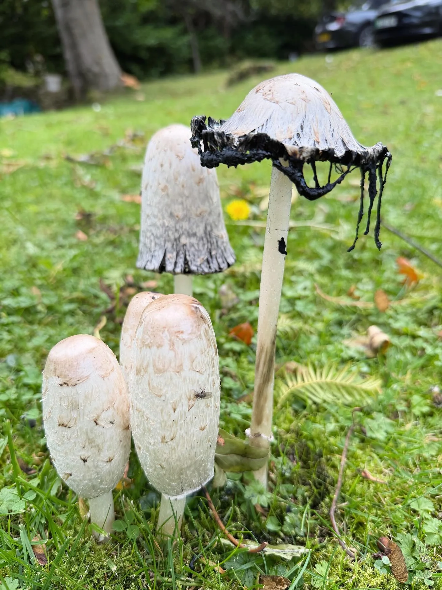 Peak District loveliness so far, including impressive mushrooms, incredible food (the mushrooms did not end up on our plates), so many stars, a walk up a big hill, a Herdwick sheep eating a holly tree (big Felix energy, I thought), the (Josh) Derwent