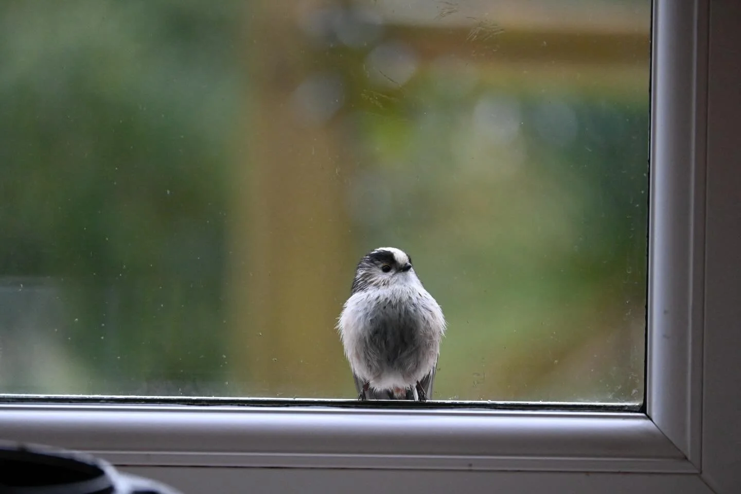 Grey Tuesday completely made by the long-tailed tit - in my opinion the very best of all the birds - who landed on our kitchen windowsill and had a little peer inside. They are white and pink and brown and cuter than a cute thing, and called Bumbarre