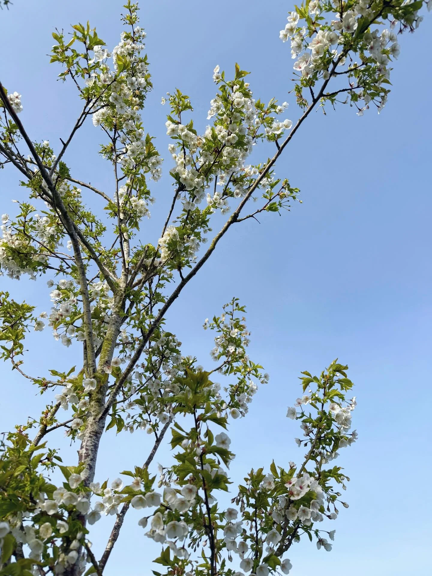 Spring! 🌸 Not any more, though. Now it is horribly grey, but at eight o&rsquo;clock this morning it was beautiful.

Today I have been reading (so much romcom joy!) and also doing admin/sorting/tidying because the next couple of weeks are going to be